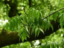 Image result for Ampelopteris