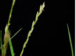 Image result for Tripogon