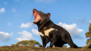 1.get the activation code by using one of the servers below 2.enter the code and press activate now 3.wait a few moments and start garena free fire 4.enjoy the new amounts of diamonds and coins (after activation you can use the hack multiple. Tasmanian Devils Reintroduced Into Australia S Mainland For 1st Time In 3 000 Years Abc News