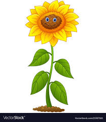 Vector Illustration Of Cartoon Smiling Sunflower Download A Free Preview Or High Quality Adobe Illustrator Ai Eps Sunflower Images Sunflower Flower Drawing