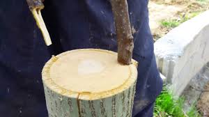 Cevizde Kalem Asi Uygulamasi Youtube Growing Plants Grafting Walnut Tree