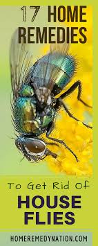 17 Home Remedies To To Kill And Get Rid Of House Flies With Natural Ingredients Home Remedies For Flies Fly Remedies Home Remedies