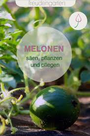 Melonen Saen Anbauen Pflegen Und Ernten In 2020 Melonen Anbauen Melonen Pflanzen