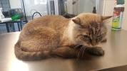 Teddy Bear Trim Cat