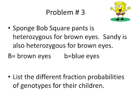 Spongebob squarepants recently met spongesusie roundpants at a dance. Monohybrid Practice Problems Ppt Download
