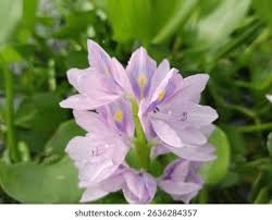 Image result for Pontederia crassipes