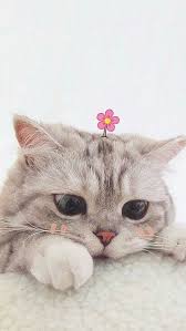 Hitam dan putih kucing lucu dilukis tangan dekoratif dalam ruangan. Humor Kucing Lucu Humor Kucing Lucu Kucing Cantik Fotografi Hewan Foto Kucing Lucu