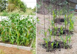 Square foot gardening is incredibly successful. Corn Travis County Master Gardeners Association