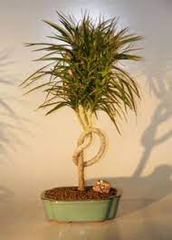 Dracena Bonsai Tree Knotted Trunk Style Dracena Marginata