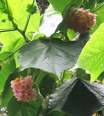 Image result for Dissotis alata