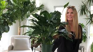 Best Low Light No Fuss Houseplants Youtube