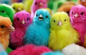 Rainbow Coloured Chickens Pretty Birds Rainbow Colors Baby Chicks I'll never forget waking up on an early october morning to hear the.