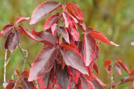 Image result for Acalypha
