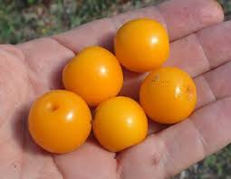 Image result for Ximenia americana