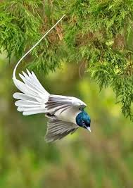 Facebook Pet Birds Beautiful Birds Pretty Birds
