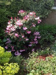 Rhododendron Bow Bells Rhododendron Plants Garden
