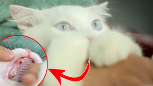 The incisors—the small front teeth—are the first to. Kittens Losing Baby Teeth Youtube