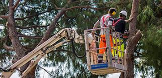 Jul 06, 2021 · sold: Proven Tree Service Jacksonville Save On Tree Removal In Jacksonville