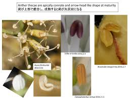 Image result for Stilbaceae