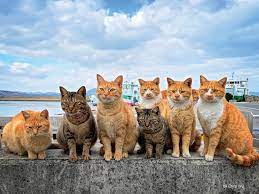 日本猫岛旅行日志丨一听那岛上有猫，我就出发了，想陪你去那座有猫的岛- 知乎