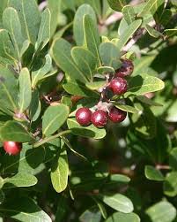 Image result for Rhoicissus digitata