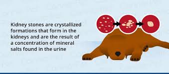 Read about the symptoms of kidney stones, which usually only occur if a stone gets stuck in your kidney, if it starts to travel down the ureter, or if it causes an very small kidney stones are unlikely to cause many symptoms. Symptoms Of Kidney Stones In Dogs Canna Pet