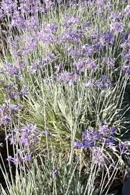 Image result for Tulbaghia cameronii
