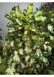 Image result for Polyscias