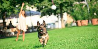 Teaching Your Dog To Play Fetch Doggear