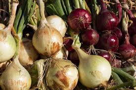 You may wish to plant extra plants if you want onions to eat during the first season. Onion Plant Britannica