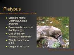 The only issue i have is the pressure is kinda low when drinking. Platypus Scientific Name Ornithorhynchus Anatinus Ppt Video Online Download