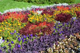 Maybe you would like to learn more about one of these? Fall Plants For Flower Bed Colorful Garden Flowerbed In Autumn Stock Photo Picture And Royalty Free Image Image 92759978
