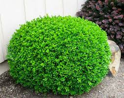 Winter Gem Boxwoods For Sale Online The Tree Center