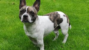 Standard frenglish bulldogs have far fewer chances of health issues. French Bullhuahua Mixed Dog Breed Pictures Characteristics Facts