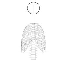 Minute anatomy.—a transverse section of dense bone may be cut with a saw and ground down until it is sufficiently thin. How To Draw A Skeleton Step By Step