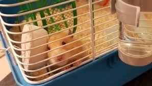 Can salt kill bunnies eat himalayan / do rabbits need salt licks neeness : The Truth About Mineral Chews For Hamsters And Great Alternatives