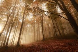 The new generation of silky soft domanic with an elegant drape feel are here. Fall Is In The Air Beautiful Autumn Views In Turkey S Domanic Mountains Daily Sabah