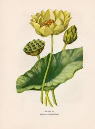 Vintage Botanical Print Lotus Grabados Botanicos Ilustraciones De Flores Botanica