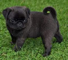 B0941817457734acfe4f6298c258bd6b Jpg 722 637 Pixels Black Pug Puppies Pug Puppies Cute Pugs