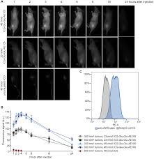 Jul 23, 2021 · olympische spelen griekenland vroeger. The Use Of A Upar Targeted Probe For Photothermal Cancer Therapy Prolongs Survival In A Xenograft Mouse Model Of Glioblastoma Oncotarget