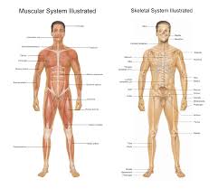 Human muscle system, the muscles of the human body that work the skeletal system, that are under voluntary control, and that are concerned neck flexion. 10 Best Printable Worksheets Muscle Anatomy Printablee Com
