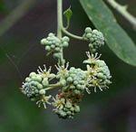 Image result for Boscia matabelensis