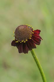 Image result for Volusia resupinata