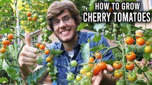 What to do with cherry tomatoes from the garden. My Tips For Growing Cherry Tomatoes Youtube
