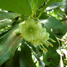 Image result for Brexia