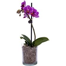 Jan 26, 2021 · indoor plants for shade with gorgeous leaves. 2 In Orchid Phal P02 01 The Home Depot Plants Indoor Flowering Plants Orchids