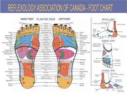 free foot reflexology charts 35 free printables word pdf