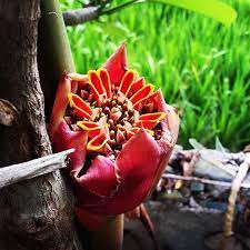 Goodearthfarmbali On Instagram Another Unique Red Flower To Our Tropical Environments Is The Torch Ginger Or Ginger Ginger Flower Grow Organic Red Flowers
