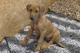 Schwarze hunde suchen ein zuhause /black is beautiful has 1,203 members. Welpen Zuhause Eingewohnen Die Ersten Wochen