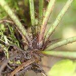 Image result for Asplenium barteri